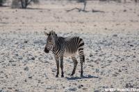 Afrika 2019 Zebra